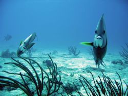 Canon SD550, natural light in Cozumel in strong current. by Stacy Jones 